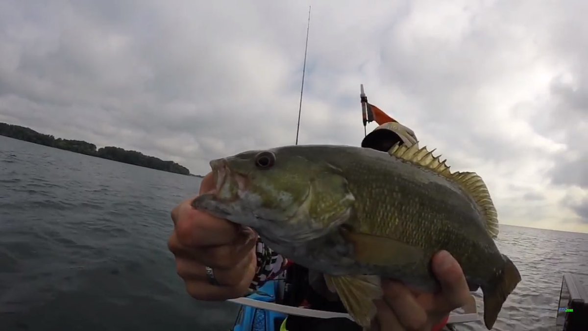 Catchorreleasereview tweet media