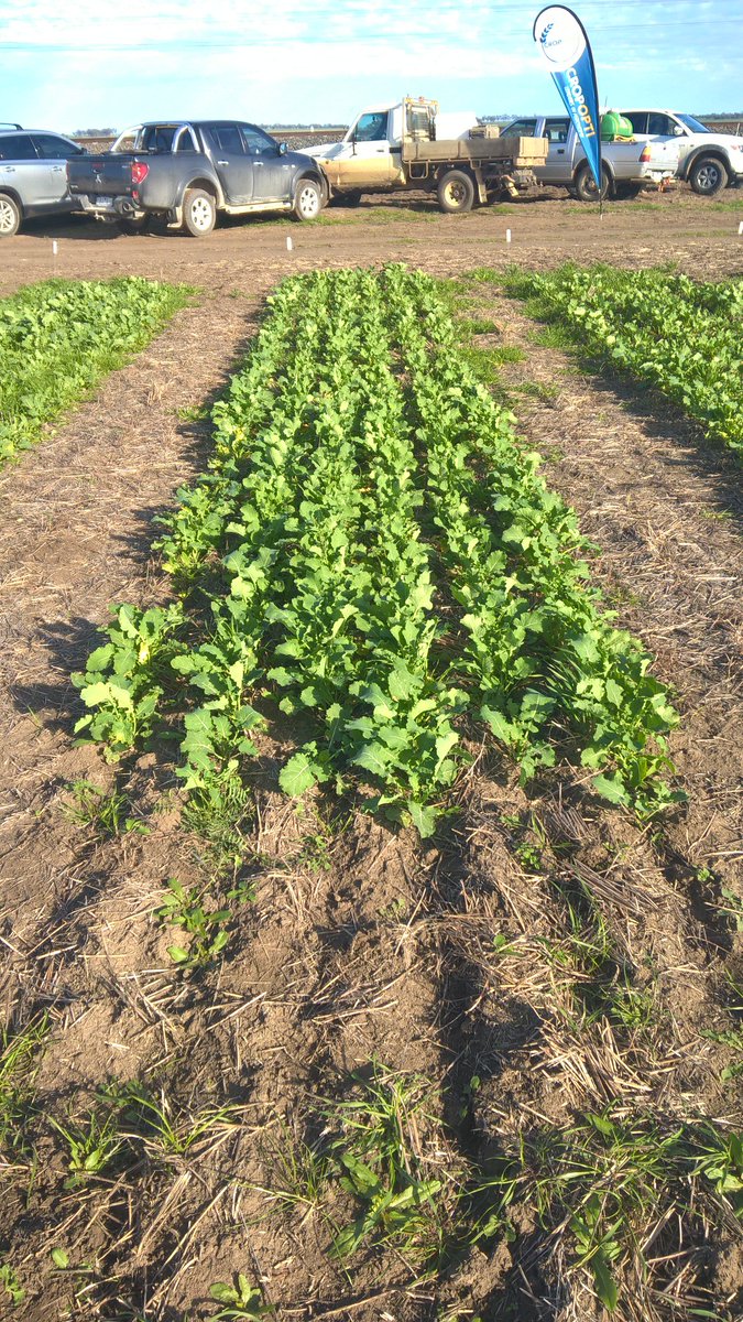 BASF_Agro_Au's tweet photo. Butisan 📷1 performing well at the CropOpti trial site vs terbuthylazine 📷2 Propyzamide 📷3 Untreated📷4. Have you seen the #Butisaneffect https://t.co/ZgnQi4iPG6
