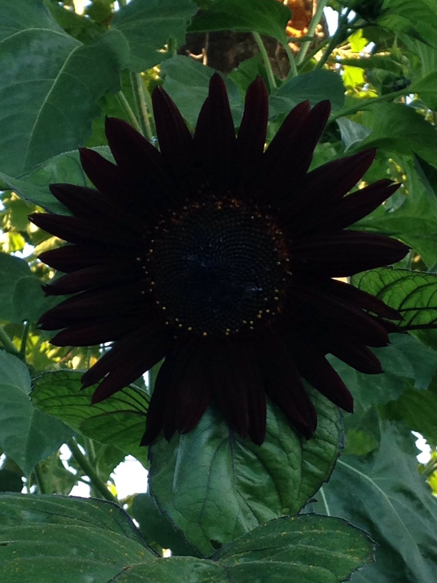 LocalPlantPro's tweet image. How metal are your sunflowers?