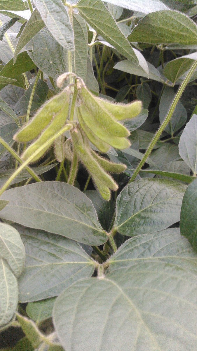 Scottserfling66's tweet photo. Look at this cluster of pods! #igrowsoybeans https://t.co/U4W5e55PoP