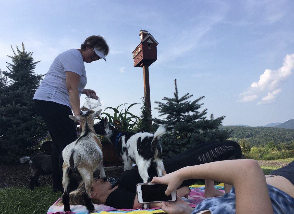 nelliejoness's tweet photo. so goat yoga went well... https://t.co/Dr1o0bxvkY