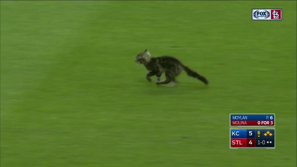The Rally Cat