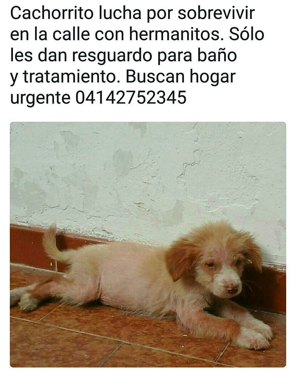 adrianaportales's tweet photo. @sosanimalvzla @PerroUsuario @SalvandoPatitas @perritocallejer @MASCOTASDECALLE @apoyocanino https://t.co/7PXxZJ2p8F