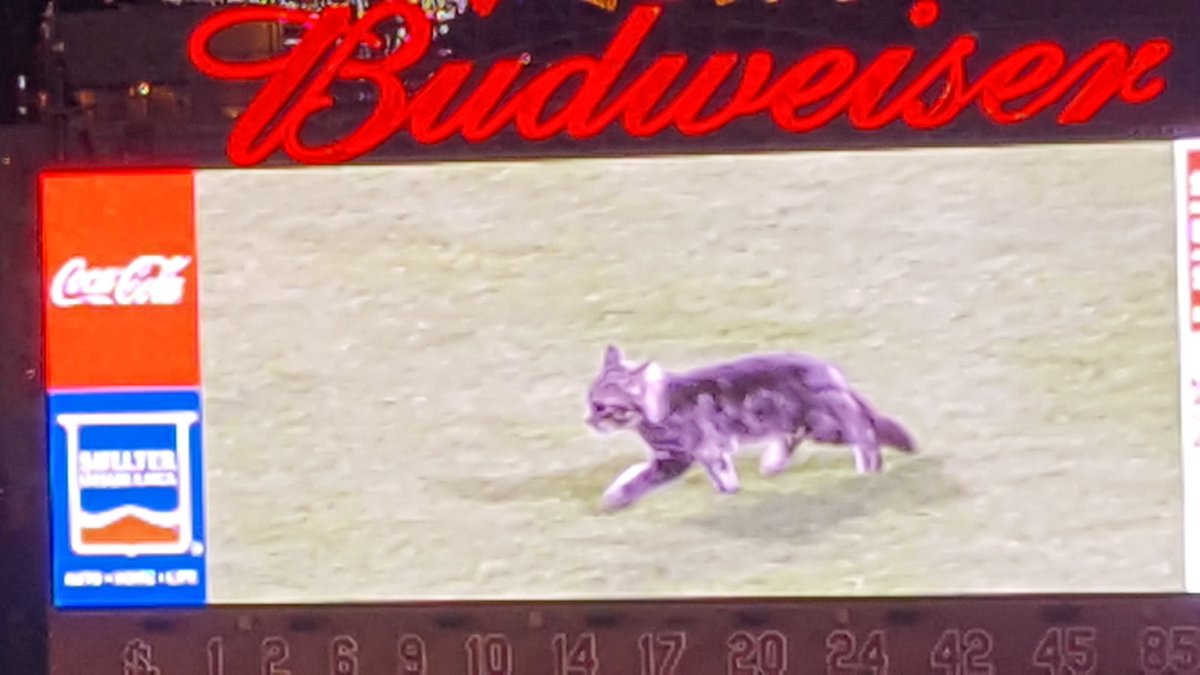 101espn's tweet photo. Someone get that kitty a saucer of the finest 2% immediately. #STLCards #RallyCat https://t.co/h9ZKojHOBS