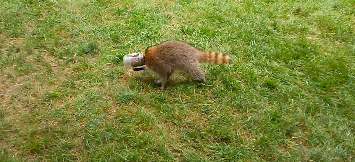 mashable's tweet image. Wildlife workers rescue raccoon with a peanut butter jar stuck on its head
on.mash.to/2uquz66