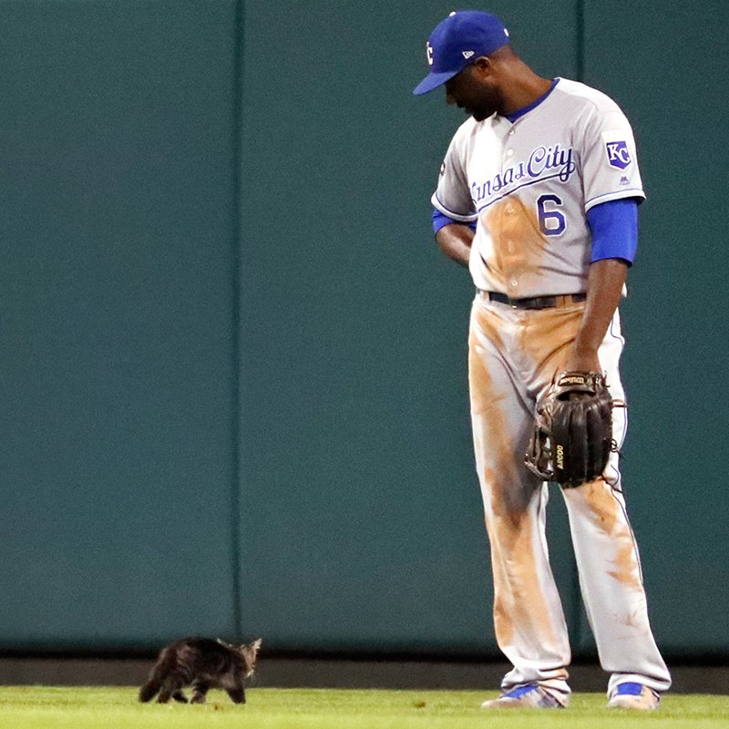 MLB's tweet photo. “Come here often?” - Lorenzo Cain.
“I dabble in baseball.” - #RallyCat. https://t.co/ZmWyEn9UNr