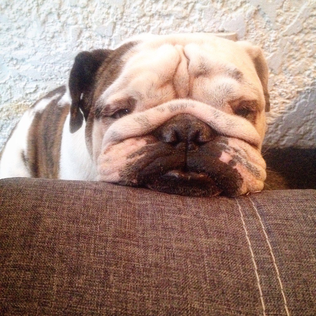 MariaTamer's tweet photo. Ozzy en instagram síganlo.. @ozzyelbulldog https://t.co/dr020wMYfi