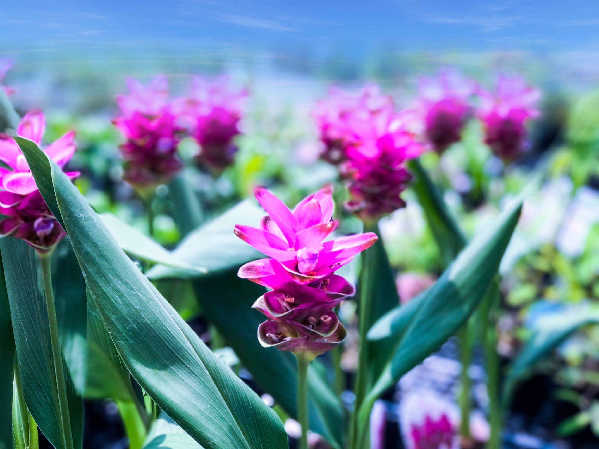 華咲 Twitterren クルクマ Curcuma ウコンの花です ショウガ科クルクマ属の球根 花言葉 あなたの姿に酔いしれる T Co Fz2gjqsmjg Twitter