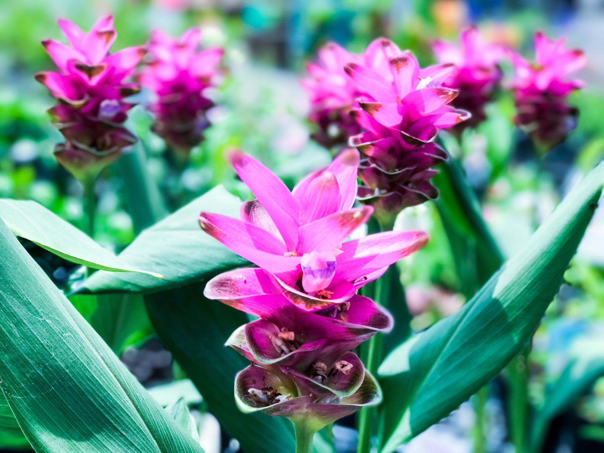 華咲 クルクマ Curcuma ウコンの花です ショウガ科クルクマ属の球根 花言葉 あなたの姿に酔いしれる T Co Fz2gjqsmjg Twitter