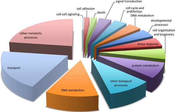 Transcriptomic2's tweet image. Comparative transcriptomics: A typical gene expression data set records the expression level of every gene in a biological sample.