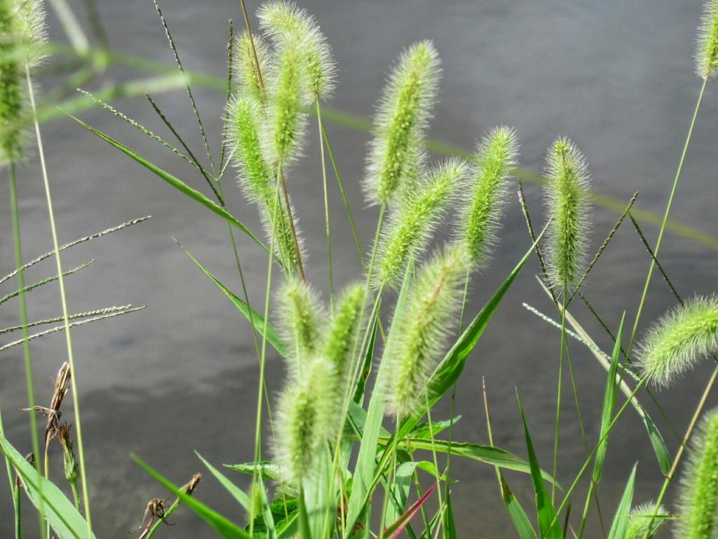 雑草図鑑 準備中 605 エノコログサ イネ科 インド原産 史前帰化 全世界に分布 通称ネコジャラシ 至る所に多い 名前は犬ころ草の訛りで もこもこした穂を犬の尾に見立てる 穀物のアワ 粟 の原種とされる 花 雑草 夏の花 T Co