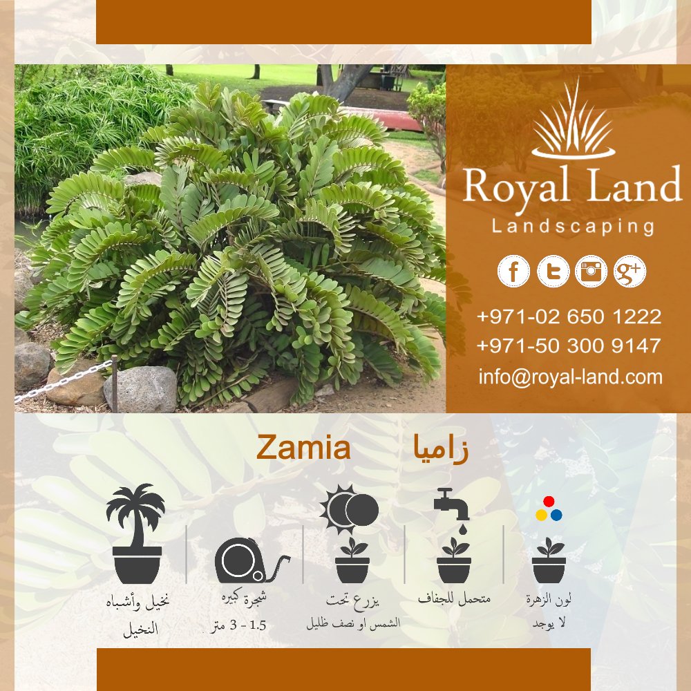 #زاميا #Zamia
#نباتات #نخل #نخيل #حديقه #امارات #ابوظبي #UAE #الشامخة #بين_جسرين #مدينة_خليفة #مدينة_محمد_بن_زايد #مصدر #الشوامخ #الشهامة