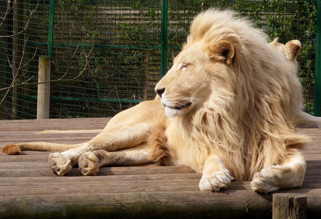 PassportsUk's tweet photo. The King of the Jungle! #worldlionday #intothewild #whitelion #kingofthejungle https://t.co/t2jrIOY0ME