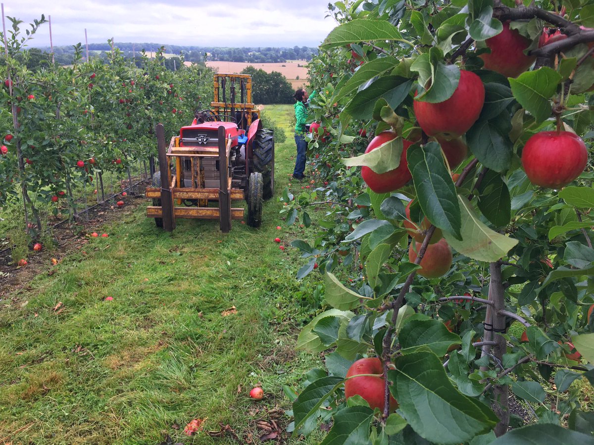 NightingaleCidr's tweet photo. Today we're picking #Galmac again, these delicious early season apples are destined for @waitrose. #harvest17 #fruitfarming #producedinkent https://t.co/JTFpjSKPMc