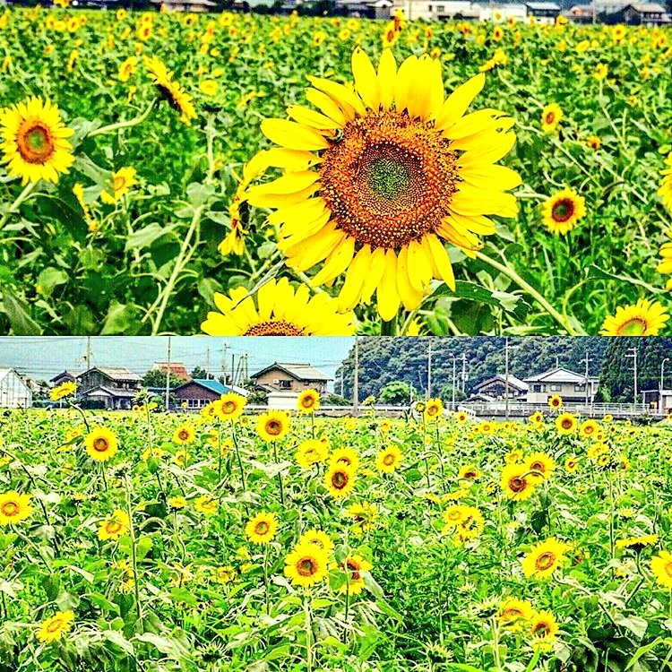 あきchan ラブとら على تويتر 今日は福井県おすすめ隠れスポットの小浜市宮川地区の花の里みやがわひまわり畑に行ってきました 大量の向日葵に囲まれて気分はまさにサンフラワー カエルちゃんもわんさか跳ねてるので是非福井県小浜市宮川地区へ 武者