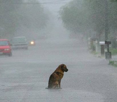 anymzcs's tweet photo. #huracanFranklin No olviden darle refugio a los perritos de la calle estos días, nos necesitan. 🐶❤️ https://t.co/mMLBITBr1h