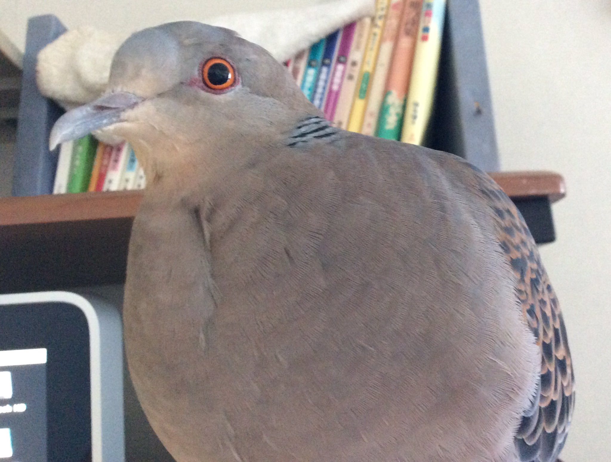 山鳩の日 Twitter Search Twitter