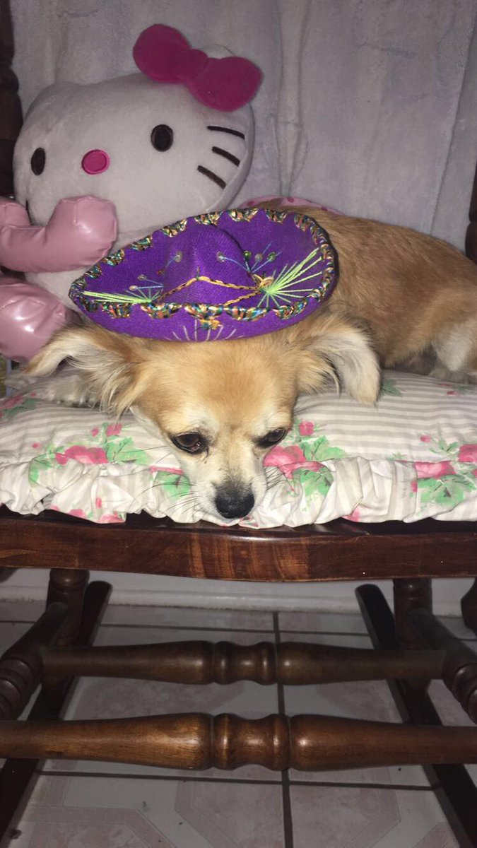 dulcedeflan's tweet photo. Hola @taquitoelcabron me llamo Charie y no me gustan las fotos. https://t.co/QxuThAPvlb