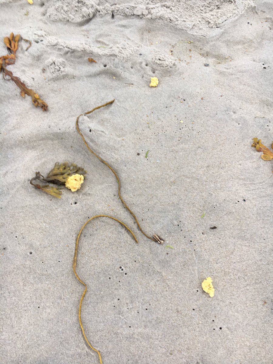 BlobjumpNL tweet media