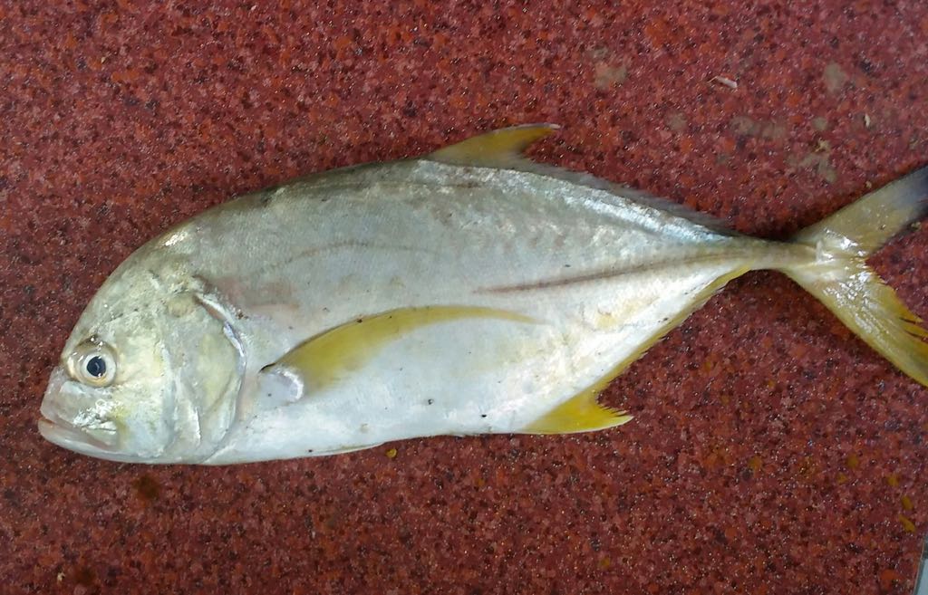 fish44chennai's tweet photo. Fish is rich in Calcium and phosphorus and a great source of minerals
Call: 07358575903 or visit us: https://t.co/avKkBlNqH2
#Fish #Seafood https://t.co/W3DxHm5Kbn