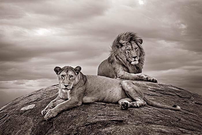 projectreduk's tweet photo. It's @worldlionday Today we celebrate the "King of the Jungle" Here's an amazing pic from our founder's anti-poaching Serengeti expedition. https://t.co/bScW8IhGAM