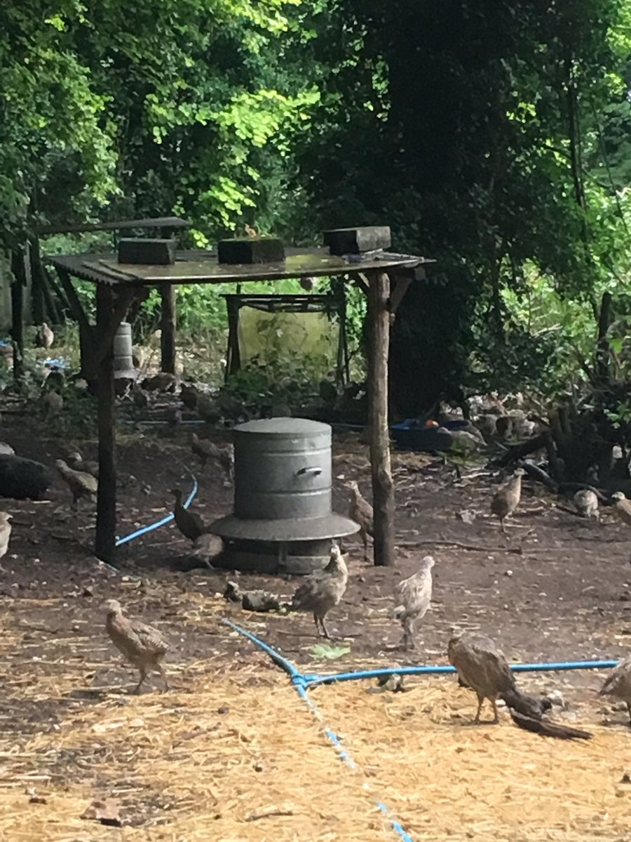 Poults coming along nicely #pheasant #pheasantshooting #drivenshooting