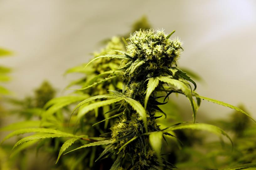 ReutersScience's tweet photo. Marijuana use holds three-fold blood pressure death risk: study https://t.co/sVNQof8XSX https://t.co/u2OdRvXlSI