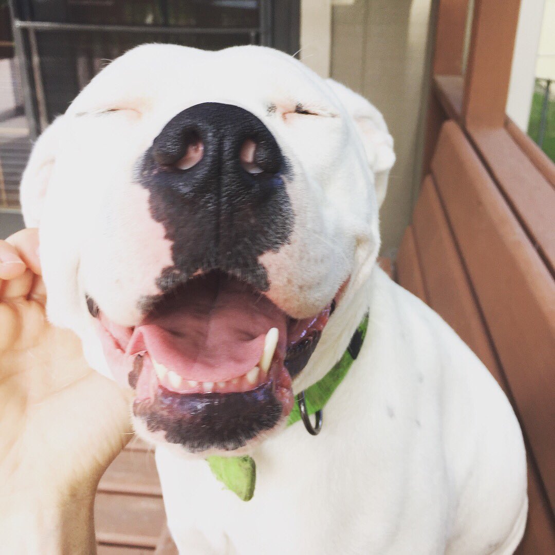 MiaTheDog48's tweet photo. Yeah... that's the spot https://t.co/qJCP6axAWf