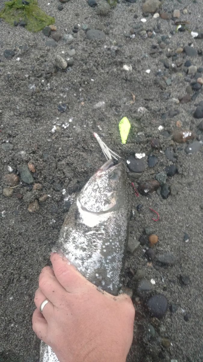 GetWaistDeep's tweet photo. Here's some recent picks from. The beach with the new lure...

Tight lines and good time's https://t.co/qBgTKuPF6R