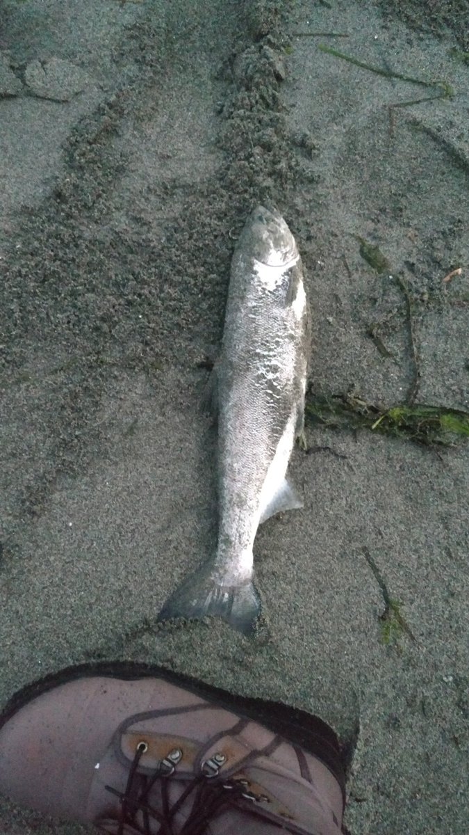 GetWaistDeep's tweet photo. Here's some recent picks from. The beach with the new lure...

Tight lines and good time's https://t.co/qBgTKuPF6R