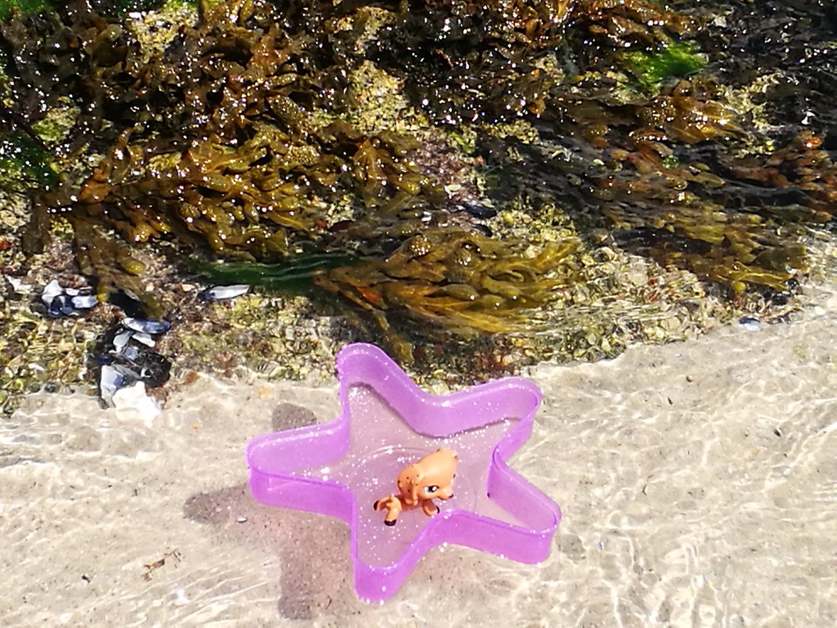 SophieGarssine's tweet photo. 💙 Quand tu découvres que tes deux filles 👭 ont joué avec ton téléphone 🤗🤗🤗...made in #Bretagne #Finistère #BeigMeil 🌊🌊🌊
#Petshops 💙 https://t.co/ZNVvOdviVt