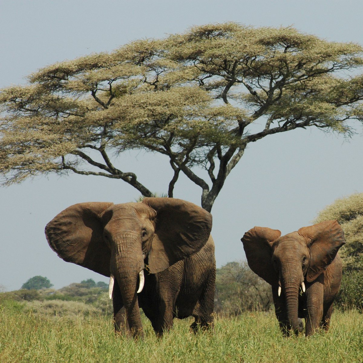 Tolle #Familiensafaris in #Tansania bei #ChemChem und #LittleChemChem. 
#Safaribesucher ab 8 Jahren sind willkommen. #ReiseserviceAfrica