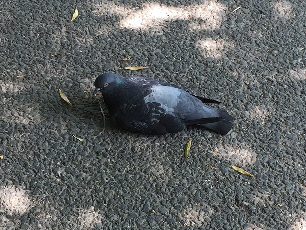 TB_Plain_Dealer's tweet photo. Ville police puzzled by pooped #pigeons - https://t.co/mUJFElMx4f - @tsv_bulletin #tbpd The unexpected outcome of climate change? https://t.co/GquSlpzHM8