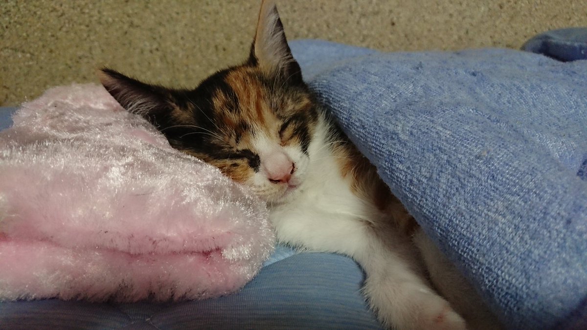 この子が我が家に来てから家族が明るくなった気がします(^.^)

#みんなで作ろう猫のボブ