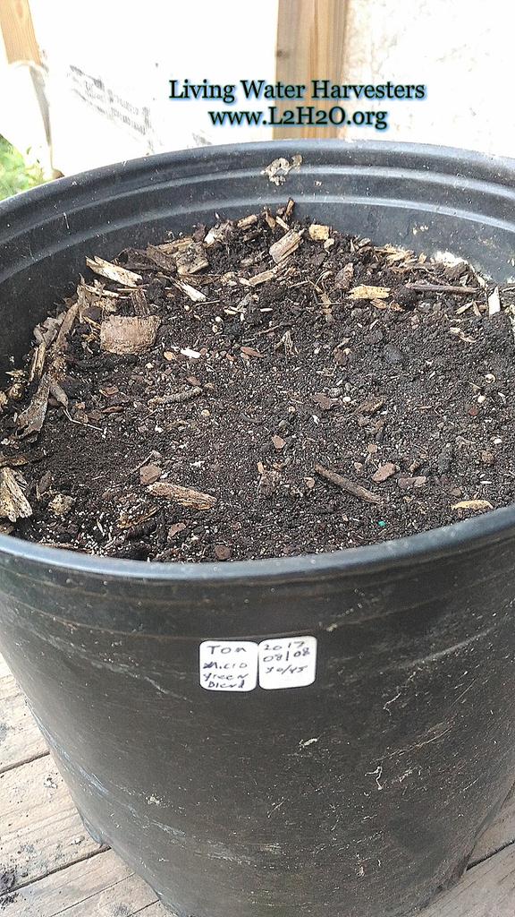 L2H2O's tweet photo. #SowYourSalad Let the Growing Begin!

Check back to see the progression of our members #5WeekSalads. #UrbanAg #Grow365 #TeachHow2Fish https://t.co/8Ea9J4gEE1