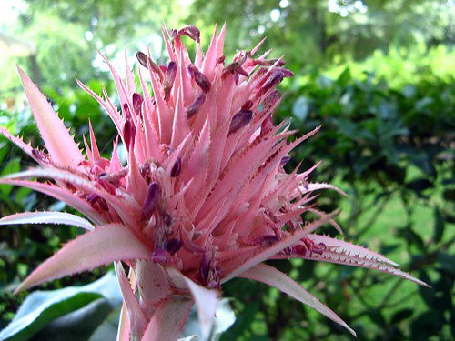 15 Plants That Grow Without Sunlight blog.gardenhood.com.au/15-plants-grow…