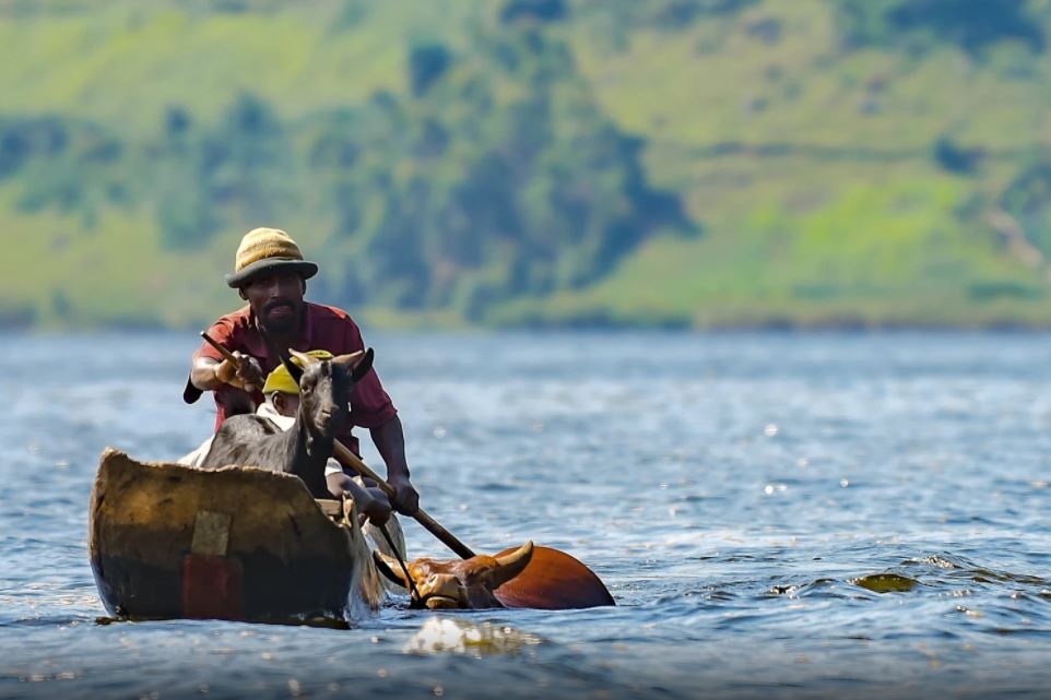 Thisisuganda_'s tweet photo. 2 people,1 goat, 1 cow, How do you cross the 2nd deepest lake in Africa with a canoe?

Ugandans: Watch &amp; learn
Pic:Tomer Kruvi #ThisisUganda https://t.co/TBZtbk3y4P