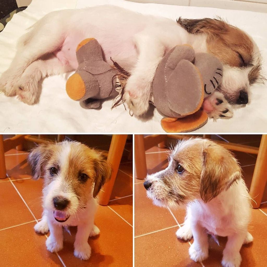 Magiko883's tweet photo. La mia polpetta.. PACO #cucciolo #cane #jackrussell #jackrusselterrier #pacomio #tenerezza #pet #puppy #puppys #do… https://t.co/WJ6jLdiq94 https://t.co/V8i3gPqlUw
