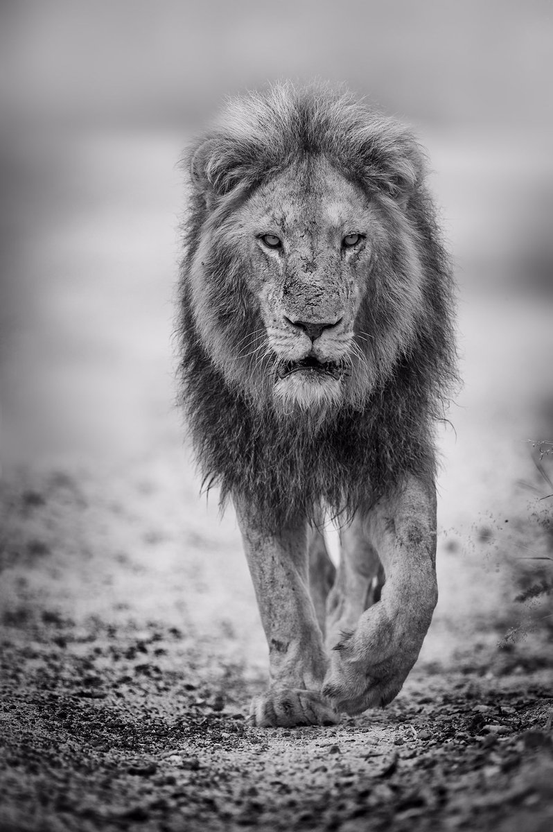 rosscouperphoto's tweet photo. Leave them wild #WorldLionDay https://t.co/YUhwc4iwfe