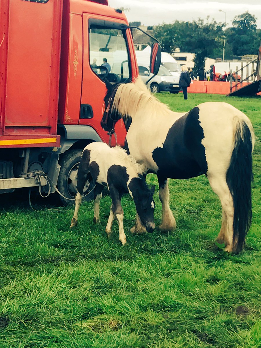 wearehopkins's tweet photo. It's a family affair here at the @puck_fair #horsefair #backforpuck https://t.co/oyXyzcK8AT