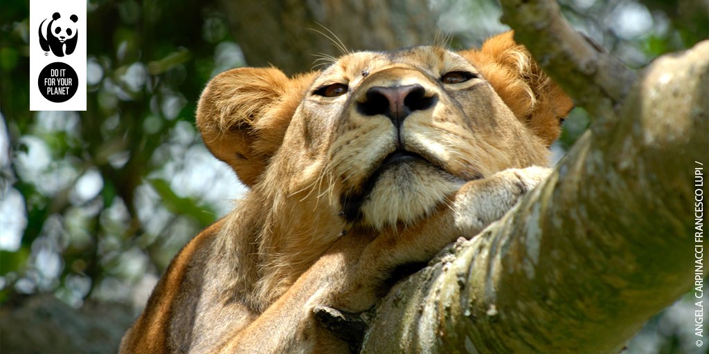 WWF UK tweet media