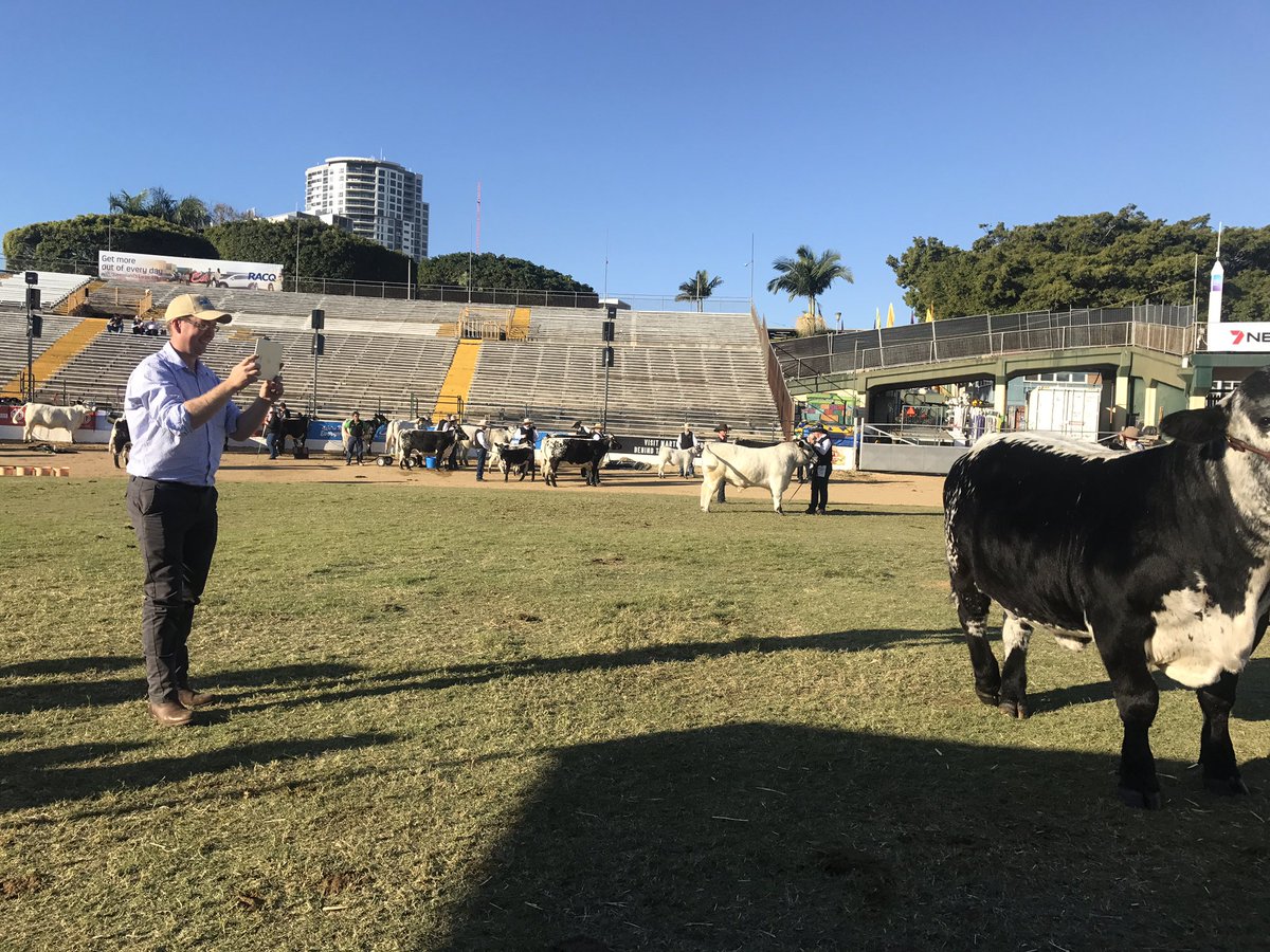#AAMIG staff facilitating the livestream of all the judging rings at <a href="/TheEkka/">Ekka</a> - we are excited about bringing #agriculture live