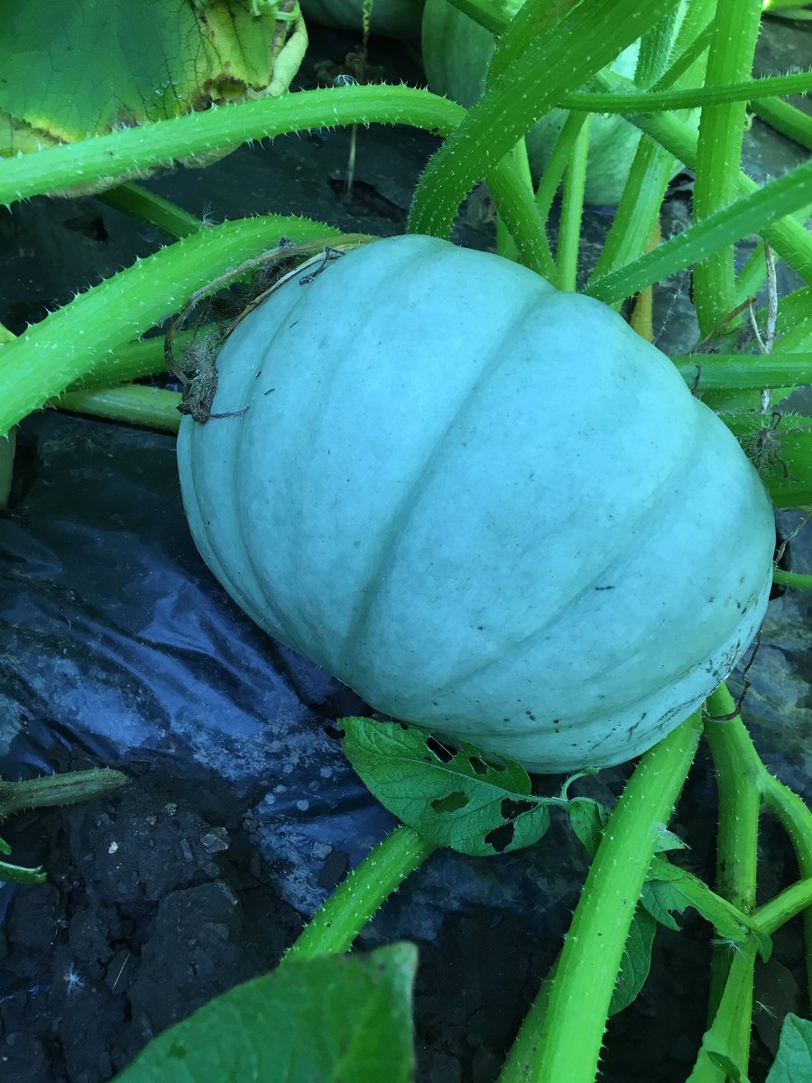 RhubarbRobert tweet picture