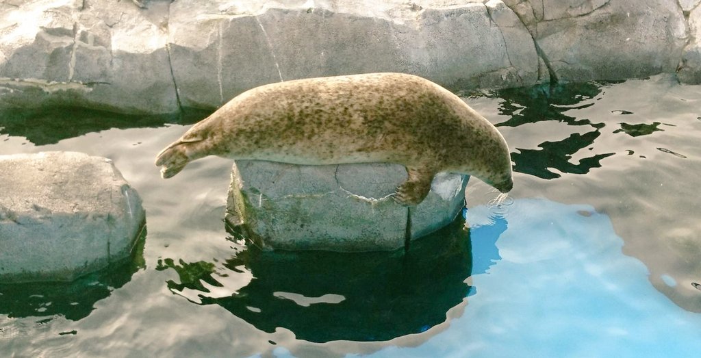 横浜・八景島シーパラダイス公式 tweet media