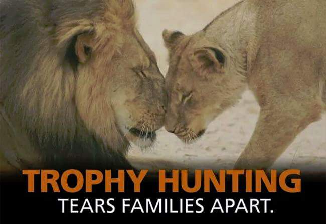 CBTHunting's tweet image. Today is #WorldLionDay. How can we call ourselves 'civilised' if we still hunt them for 'sport'?? RT if u want a BAN