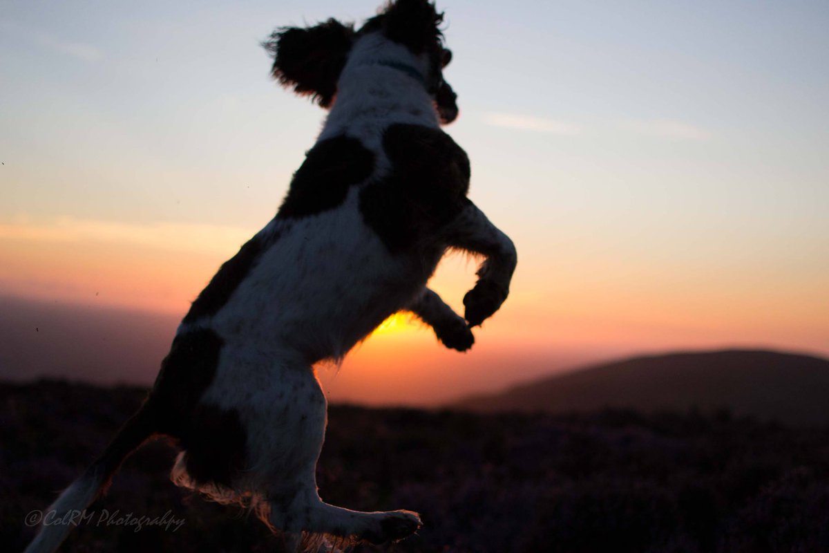 ColRM's tweet photo. @ruffwear @RuffWear_UK Seamed to be enjoying it. https://t.co/AzQt3aTCq6