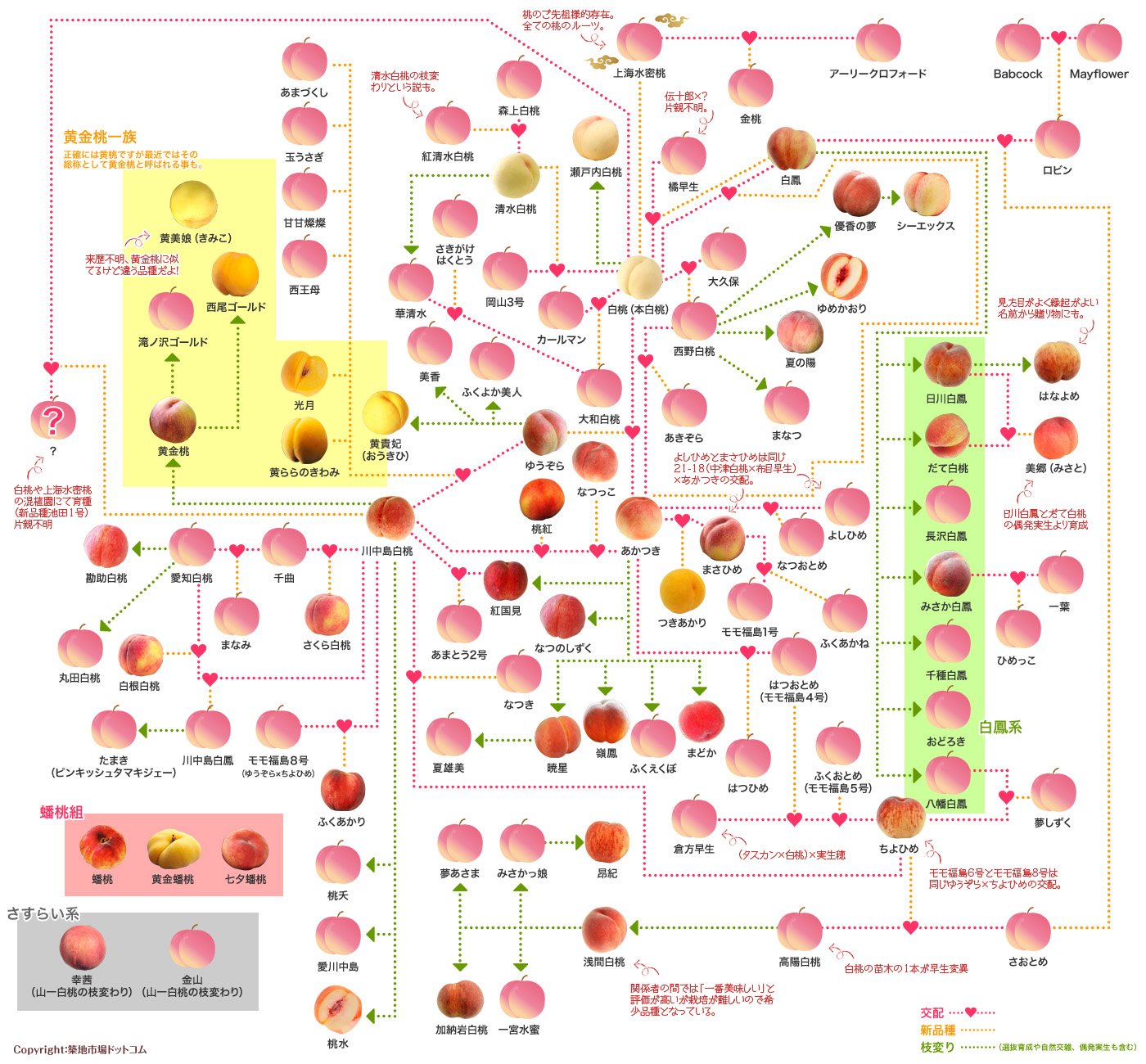 豊洲市場ドットコム いよいよ明日から 夏コミ ですね O 中の人は残念ながら参戦できませんので代わりにこちらで桃の家系図 発表させて頂きますね 桃の品種リレーカレンダー 桃マップに続く桃シリーズ第3弾になります T Co