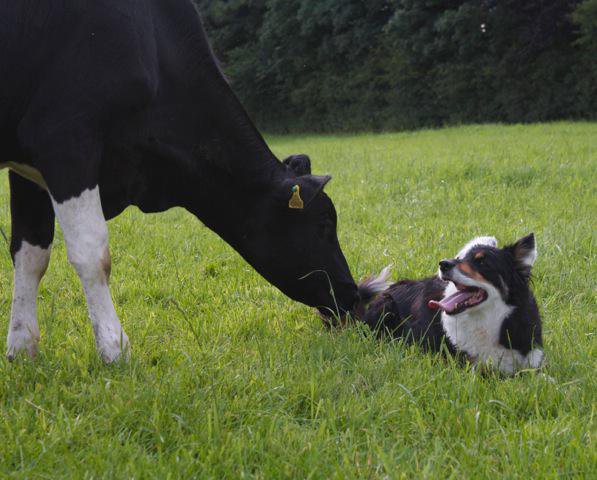 Lettuce tractor down all the #FarmHeroes out there...

(&amp; although it may sound corny)

Say Thanks!

You are Legendairy! 

#Farm24 #PunFun 😃