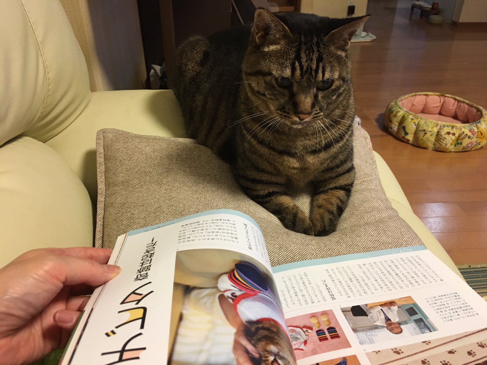 猫びより チビタ君が登場する 猫びより 9月号は12日 土 発売です お楽しみに T Co Ujmht0ojsf Twitter