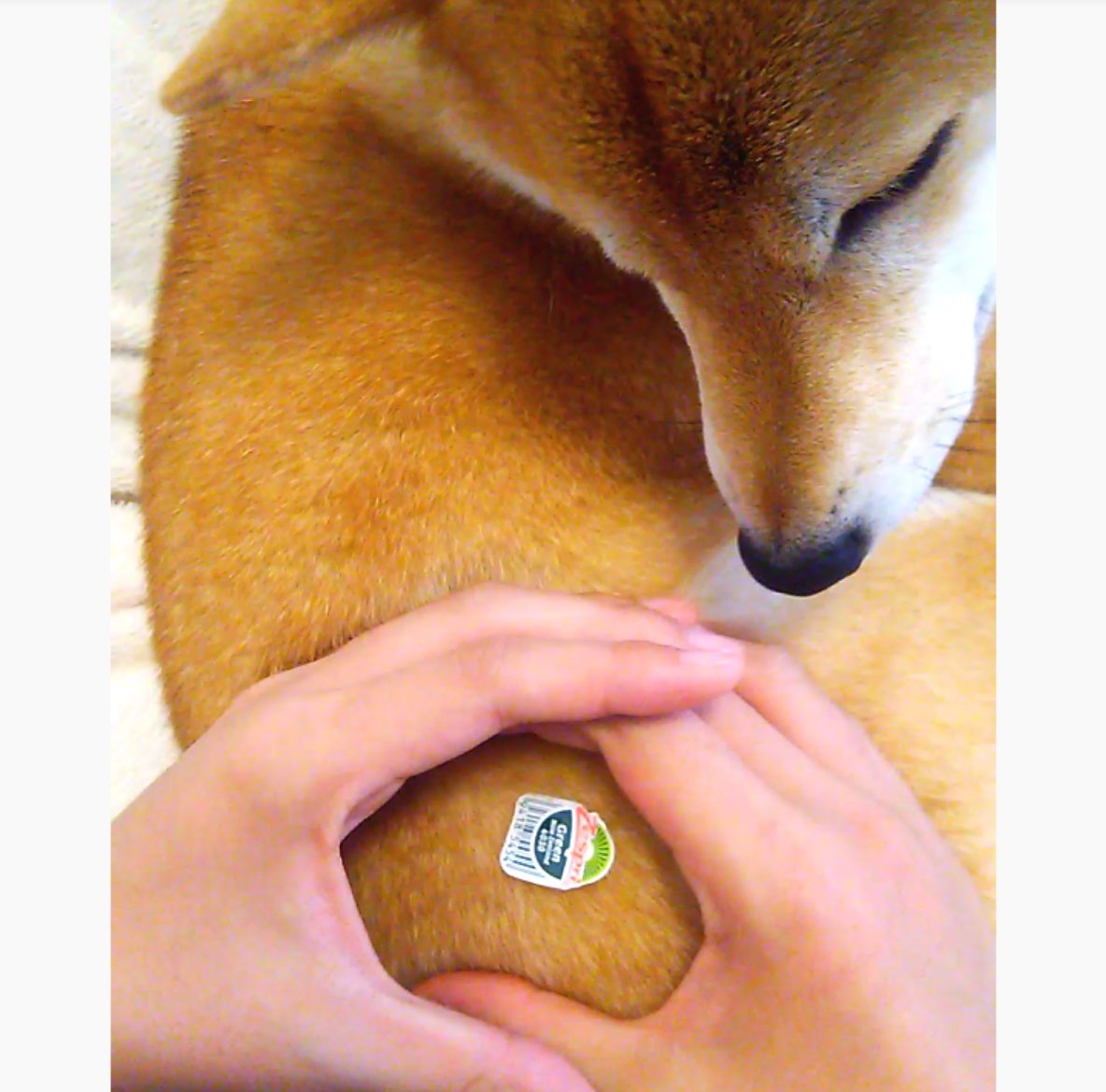 柴犬チャーミー A Twitter Zespri チャミキウイ 本当にキウイみたい M 柴犬 柴犬チャーミー 犬 しばいぬ Shiba Shibainu Zespri キウイ